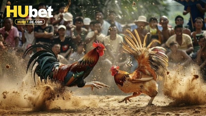 Một số hình thức cược có tại AOG Đá Gà