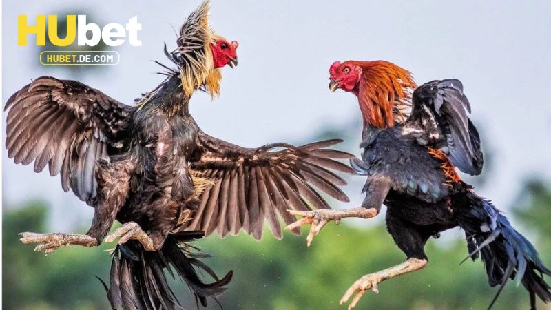 Đá Gà Hubet - Chọi Kê Cực Đã Với Nhiều Phần Quà Khủng 1 Đôi nét về sảnh đá gà Hubet