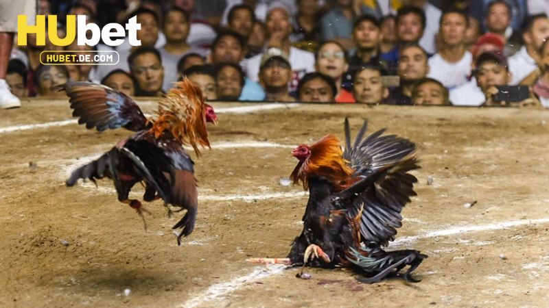 Đá Gà Hubet - Chọi Kê Cực Đã Với Nhiều Phần Quà Khủng 2 Tổng hợp hình thức đá gà