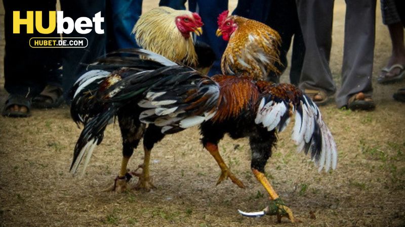 Đá Gà Hubet - Chọi Kê Cực Đã Với Nhiều Phần Quà Khủng 3 Hướng dẫn tham gia đá gà