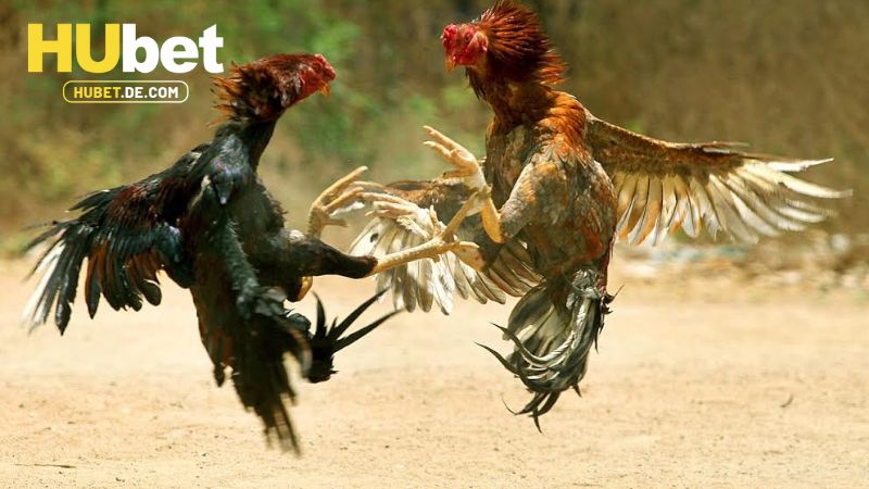 Hướng dẫn cược WS168 đá gà tại Hubet